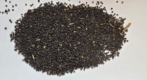 Ceny zbóż w skupach w połowie stycznia 2026 r. Rzepak idzie w górę