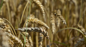 Na giełdach spadki po raporcie USDA. Tanieje kukurydza, pszenica i rzepak
