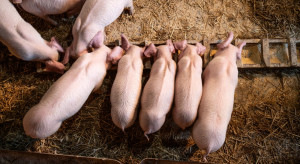 Stagnacja na rynku trzody przekłada się na ceny warchlaków. Po ile zwierzęta do tuczu?