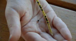 Presja na zniesienie embargo z Ukrainy?