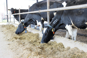 Energetyczne potrzeby krowy mlecznej &ndash; nowe spojrzenie na NRC