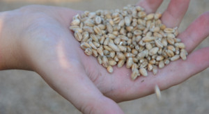 Ceny zbóż w lutym 2026. Sprawdzamy ceny pszenicy, rzepaku, kukurydzy