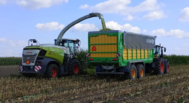 6500 zł za hektar kukurydzy na pniu. Porównujemy ceny z ubiegłym rokiem