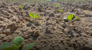 Ta technologia może być najlepsza pod rzepak. Zwłaszcza, gdy jest sucho