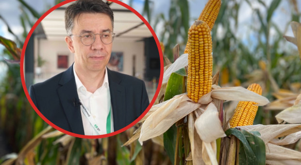 Rynek zbóż w 2026 roku. Jak sytuację oceni Mirosław Marciniak?