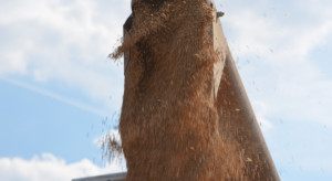 Rolnicy chętniej sprzedają płody rolne. Ceny bez zmian