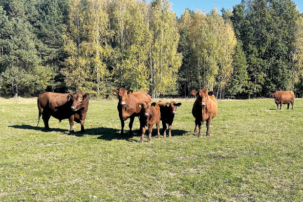Jak prawidłowo wybrać buhaja do stada? Kluczowe kryteria i 5 tys. zł wsparcia z ARiMR