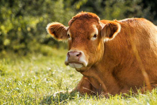 Ceny bydła zn&oacute;w spadają. Byki liderami spadku