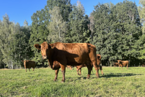 Coraz mniej gospodarstw utrzymujących bydło. ARiMR podała dane