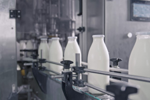 Ile płacą za mleko w Europie? Najnowsze ceny z sierpnia 2025 r.