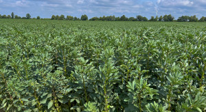 Strączkowe zamiast zbóż jarych? Jak dobrać normę wysiewu na wiosnę