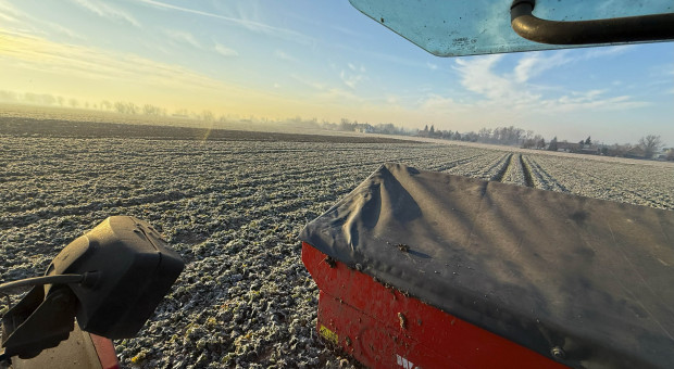 Nawożenie rzepaku zimą. Czy potas warto podać jeszcze w grudniu?
