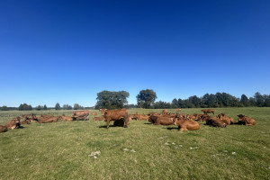 Dobrostan zwierząt. Masz czas tylko do 7 października na złożenie oświadczenia lub rejestru wypasu
