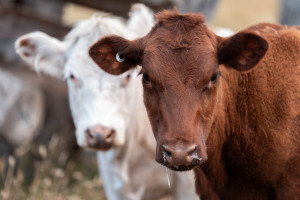 Si&oacute;dme ognisko niebieskiego języka w Polsce. W kt&oacute;rym regionie wystąpiło?