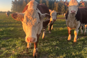 Ważne zmiany w IRZ Plus. 300 zamiast 320 dni i nowe funkcjonalności