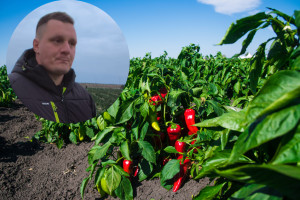 Ziemniaki i papryka za grosze. Rolnicy apelują o interwencję państwa Dramat na rynku papryki. Setki ton warzyw gnije. Rolnicy apelują o interwencję państwa