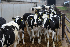 Ceny jałówek hodowlanych utrzymują się na wysokim poziomie, fot. Ł.Ch. Ceny jałówek hodowlanych rosną mimo spadków cen mleka