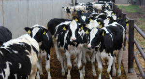Pomimo kryzysu na rynku mleka jałówki nadal w cenie. Nowe dane