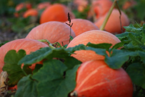 Dynię gigant wyhodowali bliźniacy Dynia-gigant w Anglii waży ponad tonę. Wyhodowali ją bliźniacy