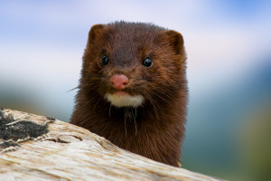 Koalicja rządząca chce zakazu futer Zakaz od 2029 czy 2039? Politycy spierają się o los ferm futerkowych