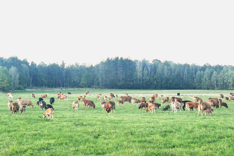 Paragwaj na 8. miejscu wśród światowych eksporterów wołowiny