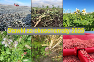 Sprawdzamy stawki za ekoschematy proponowane na ten rok i porównujemy je z ubiegłymi latami Stawki za ekoschematy 2025. Tyle dostanie rolnik za hektar. Porównanie z 2023 i 2024 rokiem