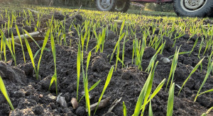 Czy pszenicę ozimą można siać na wiosnę? Bez jarowizacji plonu nie będzie