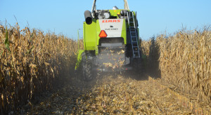 Czy warto czekać ze zbiorem kukurydzy? Zapytaliśmy eksperta