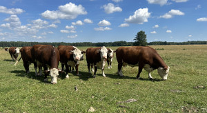 Ceny skupu bydła wracają na ścieżkę wzrostów. To nie koniec podwyżek