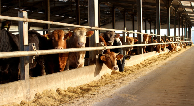 Żywienie opasów na sucho – jednym z tematów Narodowych Wyzwań w Rolnictwie