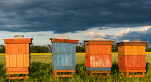Ponad 20 nowych ognisk zgnilca amerykańskiego pszczół. Choroba w aż 8 województwach