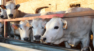 Ceny znowu w górę. Kolejny tydzień wzrostów. Bydła w skupach jak na lekarstwo