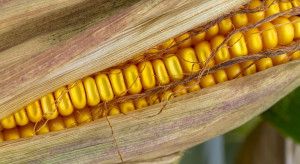 Rolnicy żądają wiarygodnych pomiarów wilgotności kukurydzy w skupach. Urządzenia pod nadzorem