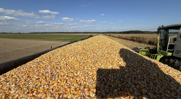 Co z cenami kukurydzy? Zbiory ponownie ruszyły, ale wilgotność niezmiennie jest wysoka
