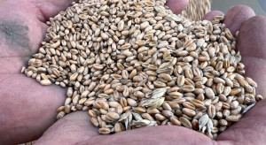 Rolnicy o „uczciwej cenie” za płody rolne. Zbyt dużo pytań