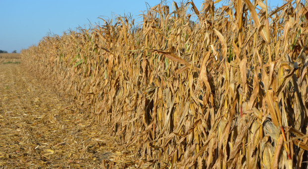 Ceny kukurydzy, pszenicy i rzepaku 12 listopada. Kukurydza sypie dobrze, ale wilgotność ziarna - wysoka