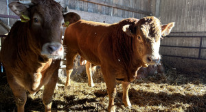 Choroba niebieskiego języka nie daje za wygraną. Kolejne 4 ognika choroby