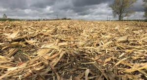 Jakie dodatki na rozkład słomy kukurydzianej?