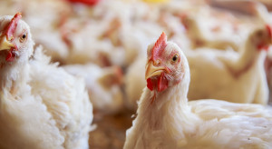 Rzekomy pomór drobiu atakuje na Podlasiu. Do wybicia grubo ponad 200 tys. kur