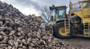 Trudne zbiory buraków cukrowych na Żuławach. Jakie plony i polaryzacja?