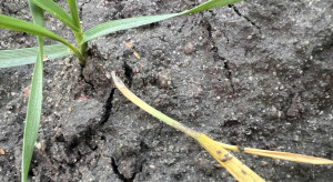 Co podcina źdźbła zbóż? Jesienny problem na wielu plantacjach