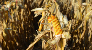 Ceny kukurydzy w górę i to pomimo trwających żniw. Ceny pszenicy i rzepaku także wyższe