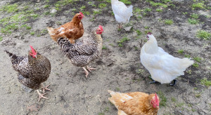 Branża podzielona. Chodzi o pilotażowy projekt szczepień