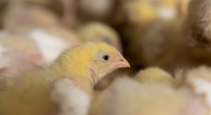 Dwa nowe ogniska i ponad 200 tys. ptaków do wybicia. Choroba nie odpuszcza