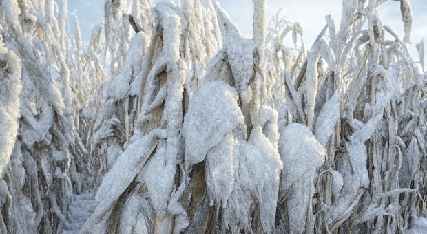 Kukurydza pod śniegiem. Wzrasta ryzyko uszkodzeń roślin