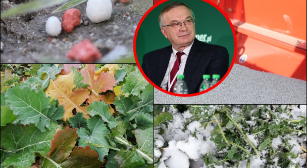 Grudniowa aplikacja siarczanu magnezu w rzepaku. O tym, czy warto mówi prof. Szczepaniak