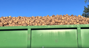 Nadprodukcja dusi rynek ziemniaka. Na Zachodzie rolnicy przekonywani są do ograniczenia produkcji