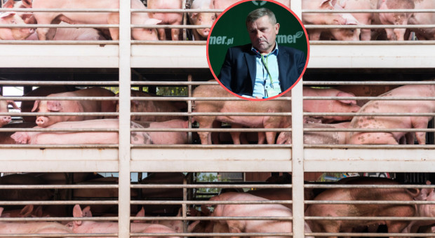 Hodowcy jadą pod Animex. Chcą rozmawiać o przyczynach kryzysu na rynku