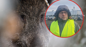 To już niemal pewne. Dzik z ASF pod Piotrkowem został podrzucony