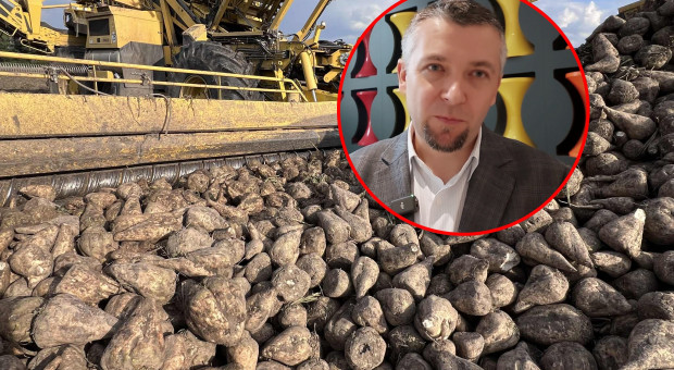 Cukrownie chcą obniżyć kontraktację buraków cukrowych nawet o 25%. To nie jedyny problem plantatorów